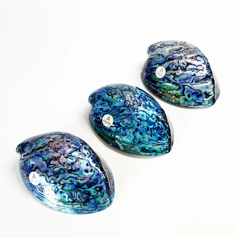 Luminous 12cm NZ Paua Shell A Grade Ocean Treasure
